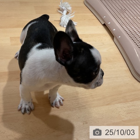 フレンチ・ブルドッグの写真