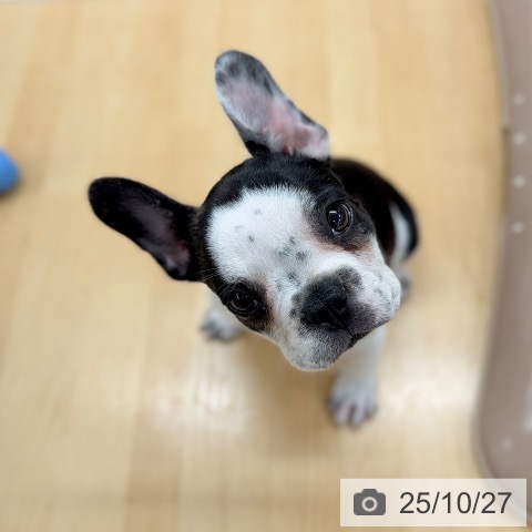 フレンチ・ブルドッグの写真