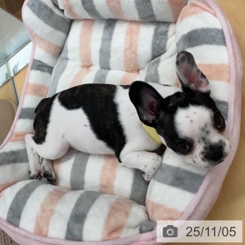 フレンチ・ブルドッグの写真