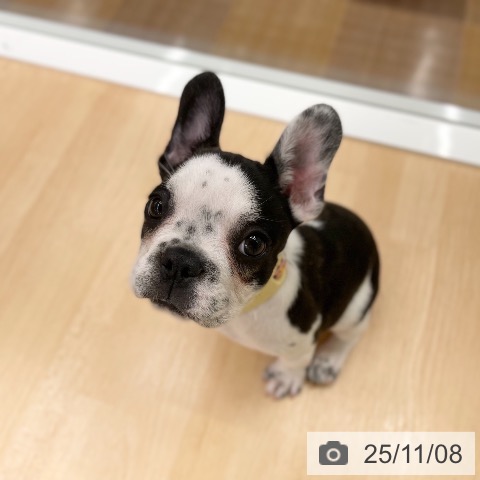 フレンチ・ブルドッグの写真