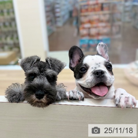 フレンチ・ブルドッグの写真