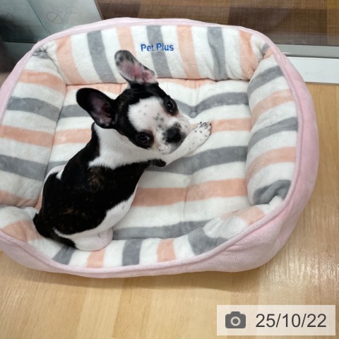 フレンチ・ブルドッグの写真