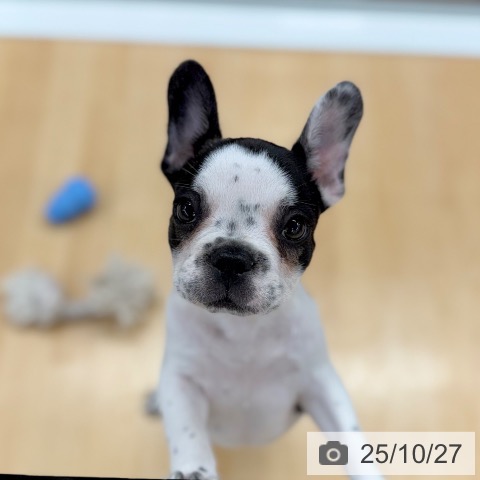 フレンチ・ブルドッグの写真