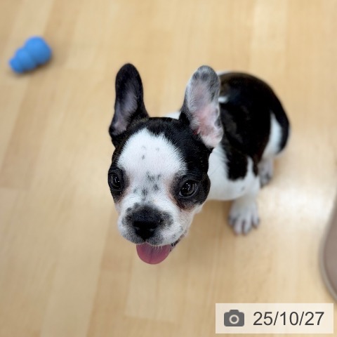 フレンチ・ブルドッグの写真