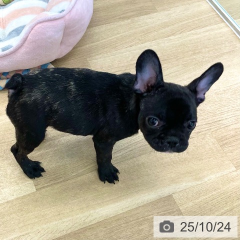 フレンチ・ブルドッグの写真