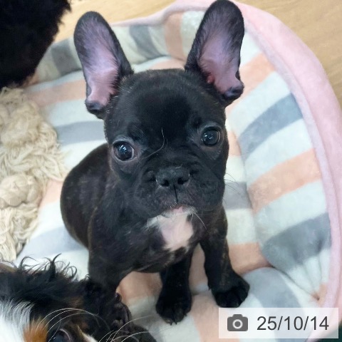フレンチ・ブルドッグの写真
