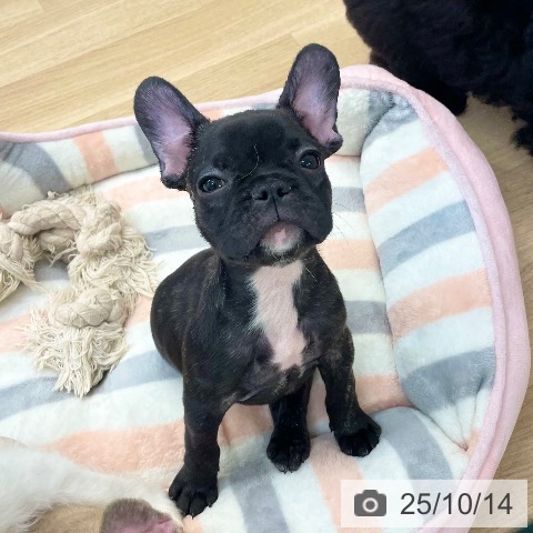 フレンチ・ブルドッグの写真