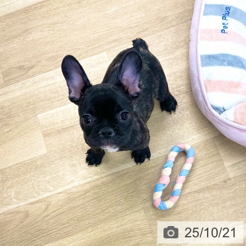 フレンチ・ブルドッグの写真