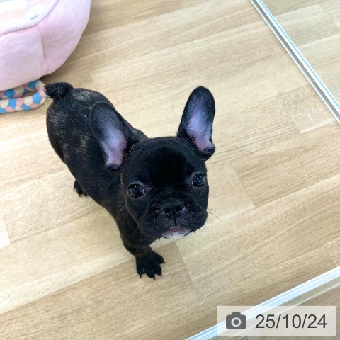 フレンチ・ブルドッグの写真
