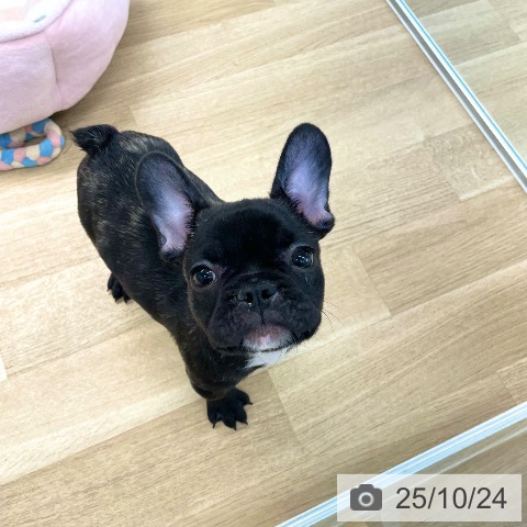フレンチ・ブルドッグの写真