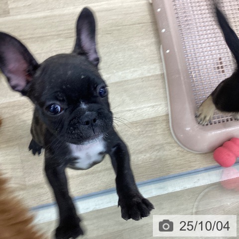 フレンチ・ブルドッグの写真