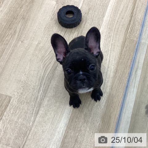 フレンチ・ブルドッグの写真