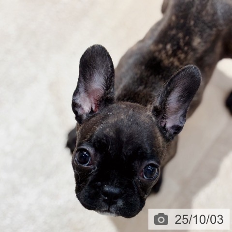 フレンチ・ブルドッグの写真