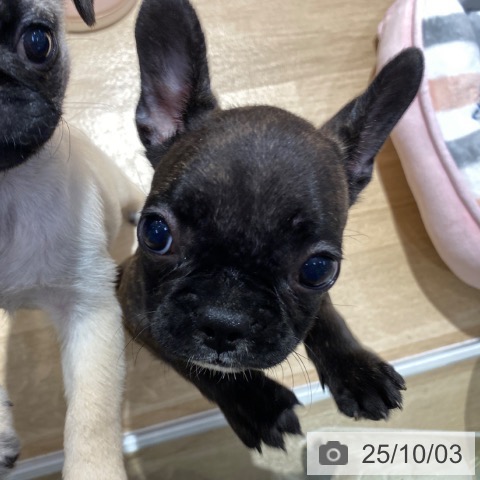 フレンチ・ブルドッグの写真