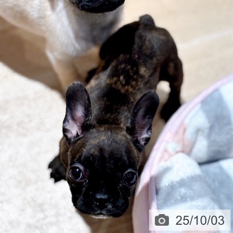 フレンチ・ブルドッグの写真
