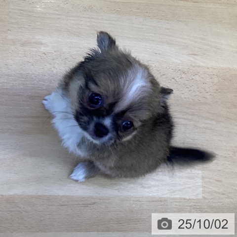 チワワの写真