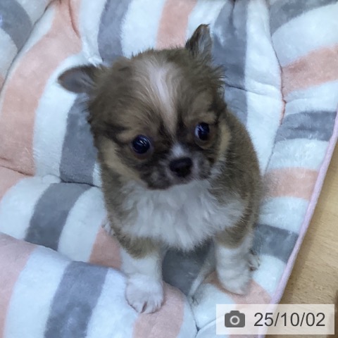 チワワの写真
