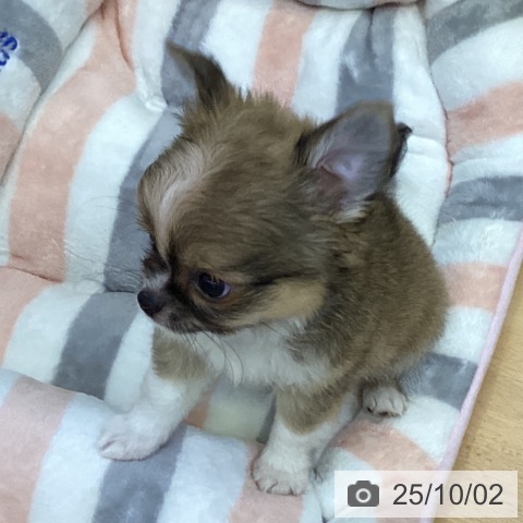 チワワの写真