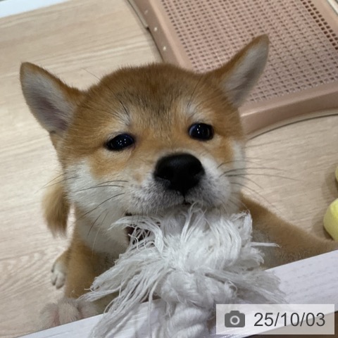 柴の写真