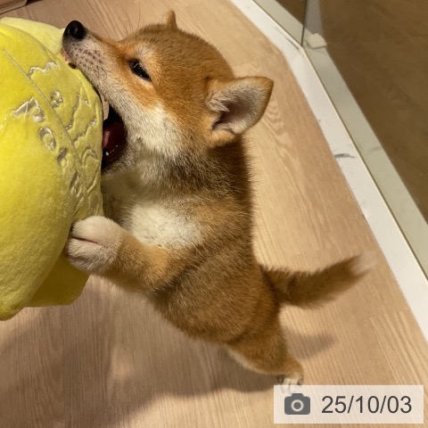 柴の写真