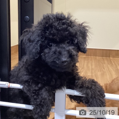 トイ・プードルの写真