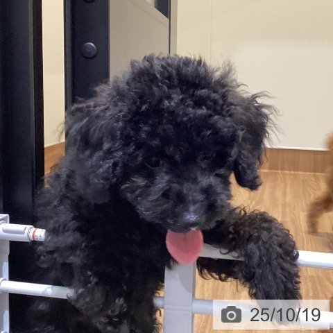 トイ・プードルの写真