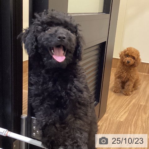 トイ・プードルの写真