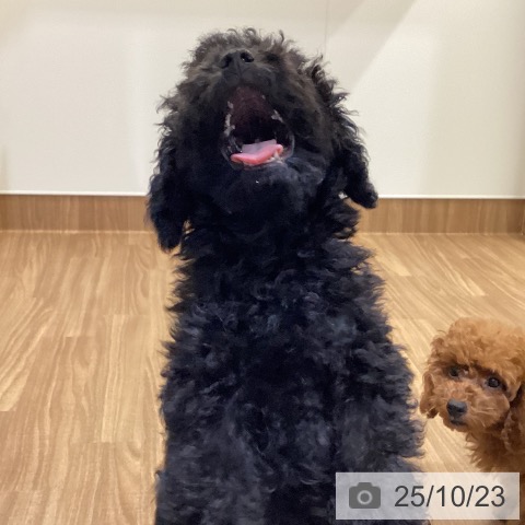 トイ・プードルの写真