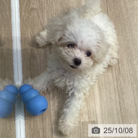 マルチーズの写真