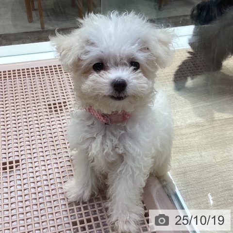 マルチーズの写真