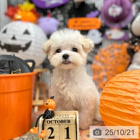 マルチーズの写真