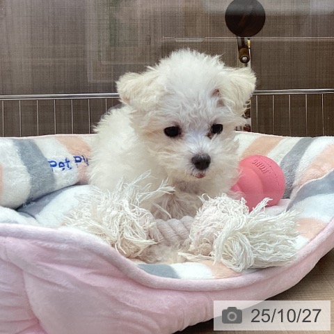 マルチーズの写真