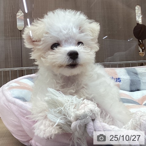 マルチーズの写真