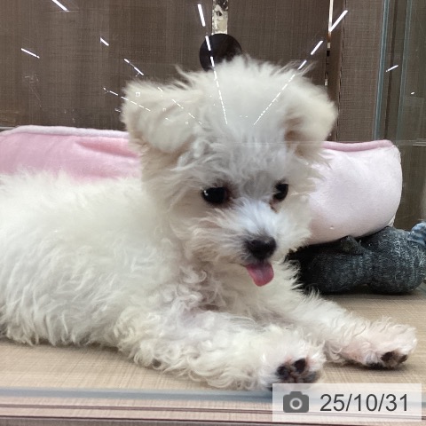 マルチーズの写真