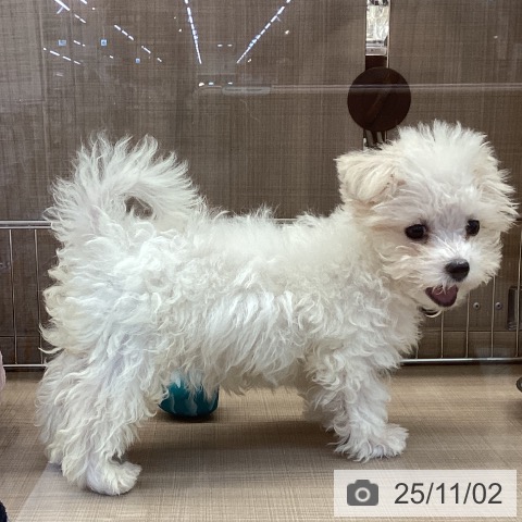 マルチーズの写真