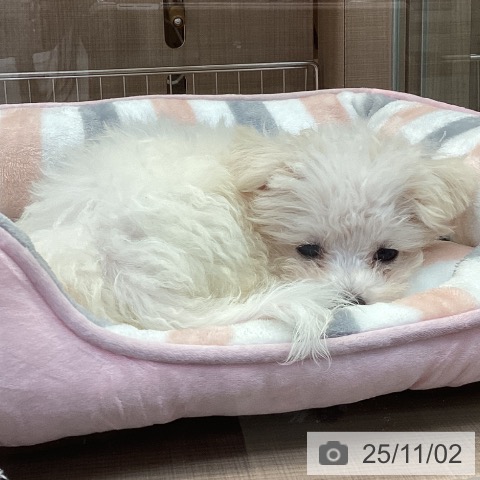 マルチーズの写真