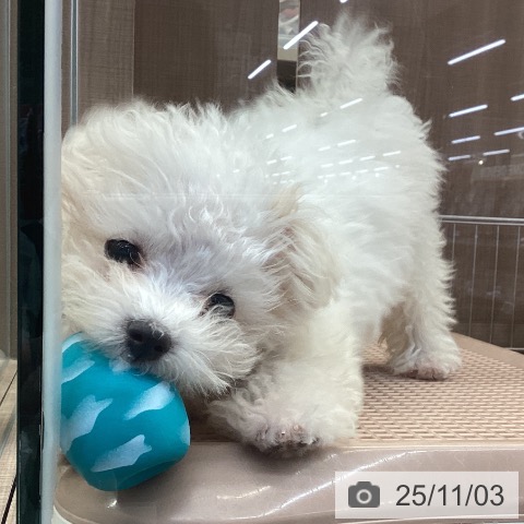 マルチーズの写真