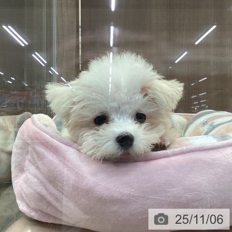 マルチーズの写真