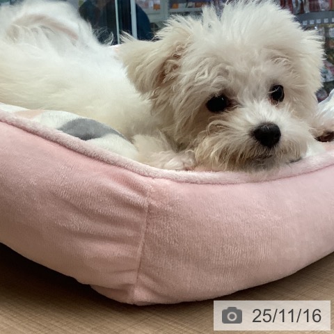 マルチーズの写真