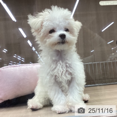 マルチーズの写真