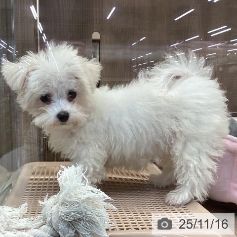 マルチーズの写真