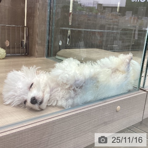 マルチーズの写真