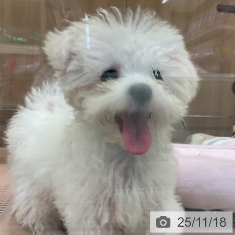 マルチーズの写真