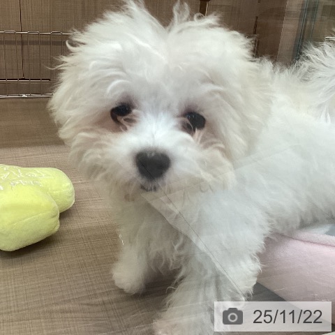 マルチーズの写真