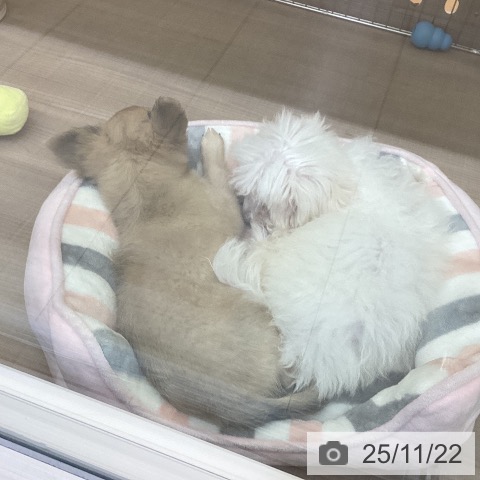 マルチーズの写真