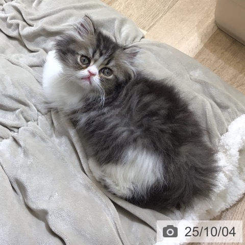 ペルシャの写真