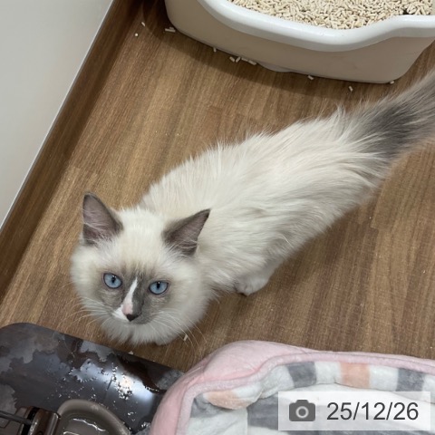 茨城県のラグドール (ペッツワン 古河店/2025年8月1日生まれ/男の子/ブルーポイントミテッド)の子猫の4枚目の画像