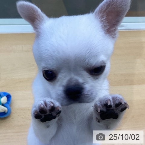 チワワの写真