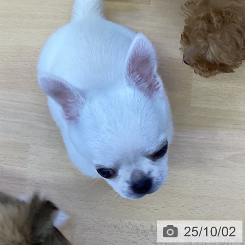 チワワの写真