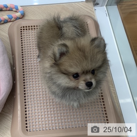 ポメラニアンの写真